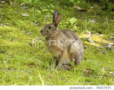 日本黑兔子 日本黑兔子 79037975