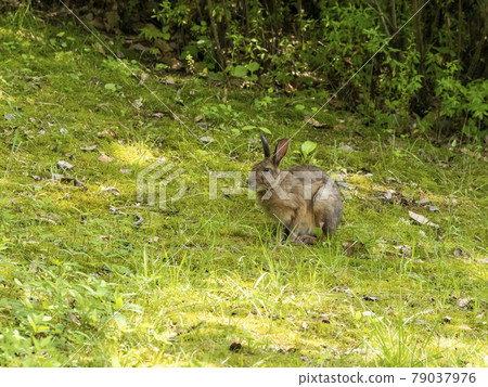 日本黑兔子 79037976