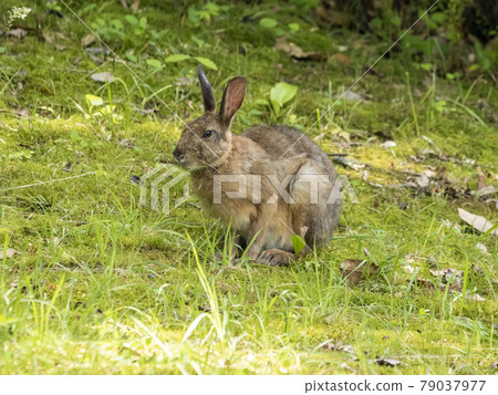 日本黑兔子 79037977