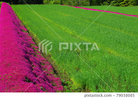 Moss phlox in the countryside, Ono City, Fukui Prefecture Moss phlox in the countryside, Ono City, Fukui Prefecture 79038085