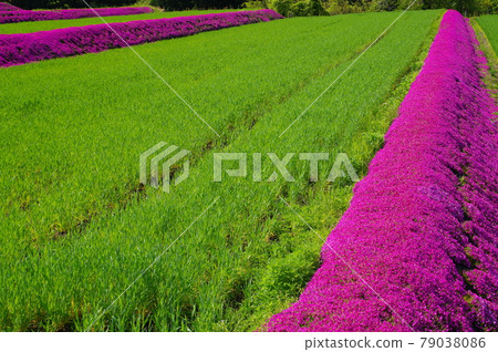 Moss phlox in the countryside, Ono City, Fukui Prefecture 79038086