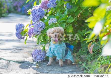 繡球花和狗 79038433