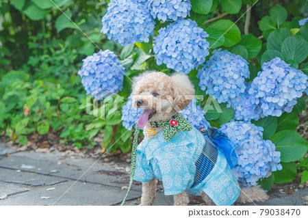 Hydrangea store and dogs