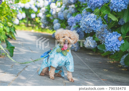 Hydrangea and dog 79038478
