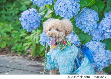 Hydrangea and dog 79038479