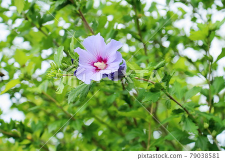 Mukugawa no Hana 79038581