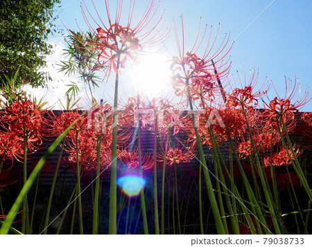 愛媛縣久保野市比岸花群落 79038733