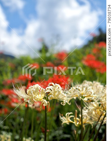 Higan flower colony in Kubono, Ehime Prefecture 79038734