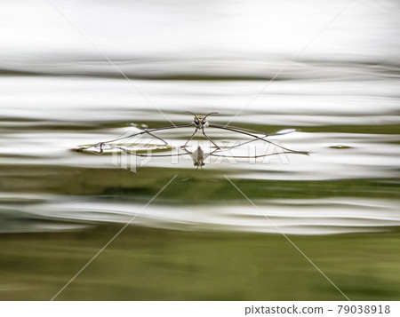 Water striders on the water 79038918