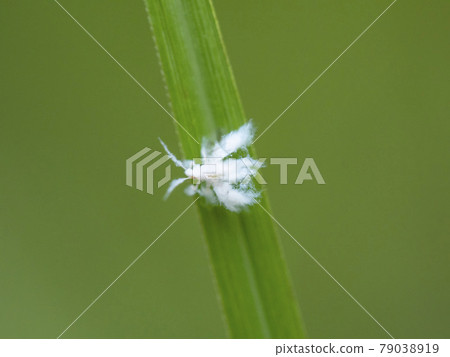 Aphis gossypii on the leaves of Japanese pampas grass Aphis gossypii on the leaves of Japanese pampas grass 79038919