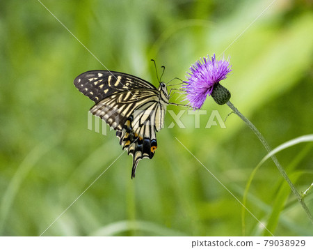 Swallowtail butterfly that sticks to the flowers of thistle 79038929