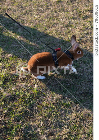 Mini Rex rabbit in the Usanpo Mini Rex rabbit in the Usanpo 79039018