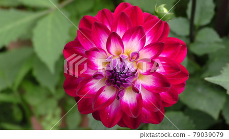 Dahlia Dahlia 79039079