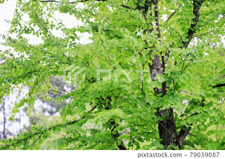 Kurazura離開 Kurazura離開 79039087