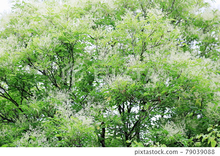 Simonna Neko的花朵 79039088