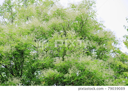 Simonna Neko的花朵 79039089