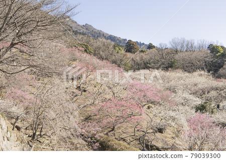 Mt. Tsukuba Bairin Mt. Tsukuba Bairin 79039300