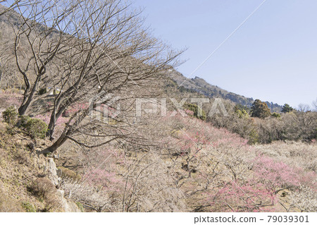 Mt. Tsukuba Bairin Mt. Tsukuba Bairin 79039301