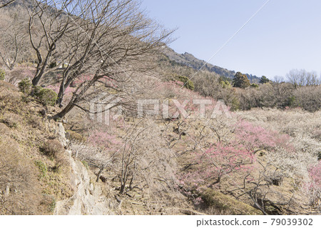 Mt. Tsukuba Bairin Mt. Tsukuba Bairin 79039302