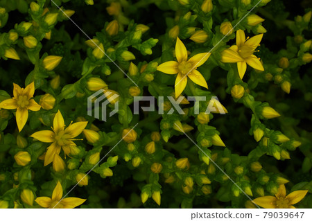 Flower plant saxifrage during flowering. Beautiful yellow flower 79039647