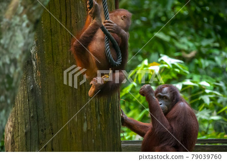紅毛猩猩，馬來西亞，山打根，オランウータン、サンダカン、マレーシア、Sandakan， 79039760