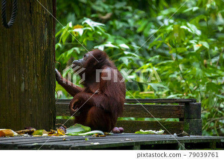 Orangutan, Malaysia, Sandakan, 79039761