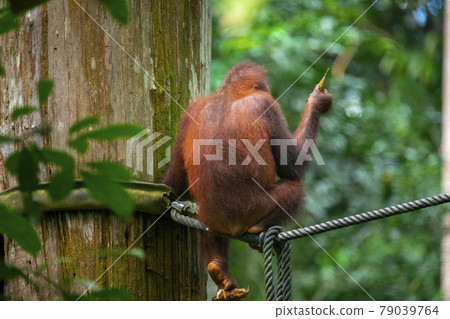 紅毛猩猩，馬來西亞，山打根，オランウータン、サンダカン、マレーシア、Sandakan， 79039764