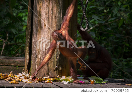 紅毛猩猩，馬來西亞，山打根，オランウータン、サンダカン、マレーシア、Sandakan， 79039765