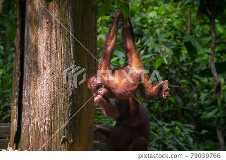 紅毛猩猩，馬來西亞，山打根，オランウータン、サンダカン、マレーシア、Sandakan， 79039766