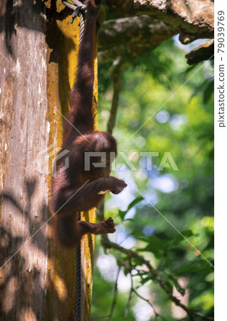 紅毛猩猩，馬來西亞，山打根，オランウータン、サンダカン、マレーシア、Sandakan， 79039769