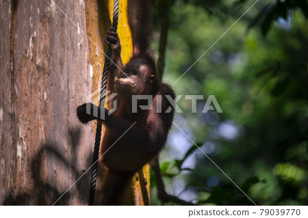 紅毛猩猩，馬來西亞，山打根，オランウータン、サンダカン、マレーシア、Sandakan， 79039770