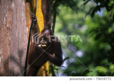 紅毛猩猩，馬來西亞，山打根，オランウータン、サンダカン、マレーシア、Sandakan， 79039772