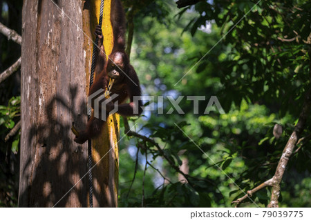 紅毛猩猩，馬來西亞，山打根，オランウータン、サンダカン、マレーシア、Sandakan， 79039775