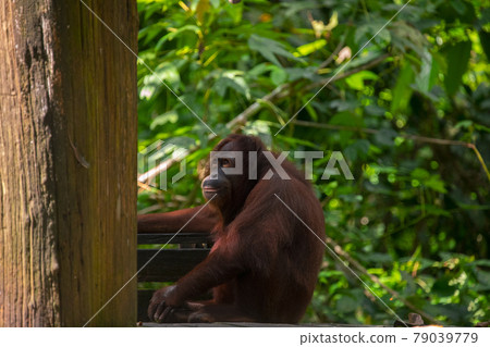 紅毛猩猩，馬來西亞，山打根，オランウータン、サンダカン、マレーシア、Sandakan， 79039779