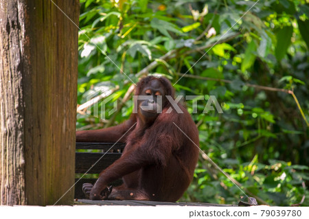 紅毛猩猩，馬來西亞，山打根，オランウータン、サンダカン、マレーシア、Sandakan， 79039780