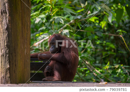 紅毛猩猩，馬來西亞，山打根，オランウータン、サンダカン、マレーシア、Sandakan， 79039781