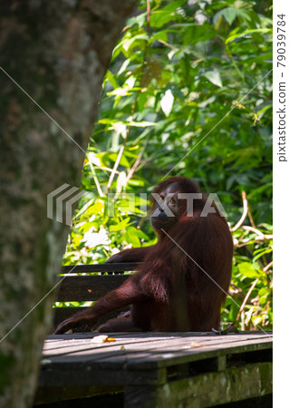 紅毛猩猩，馬來西亞，山打根，オランウータン、サンダカン、マレーシア、Sandakan， 79039784