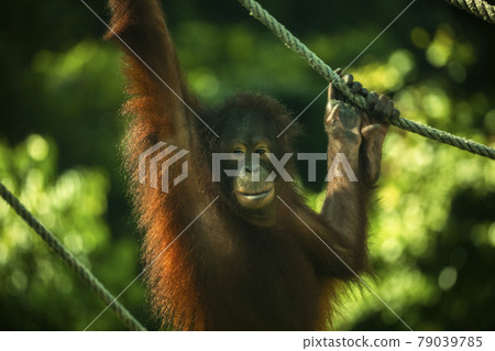 Orangutan, Malaysia, Sandakan, Orangutan, Malaysia, Sandakan, 79039785
