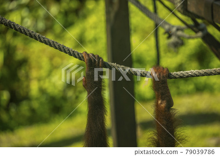 紅毛猩猩，馬來西亞，山打根，オランウータン、サンダカン、マレーシア、Sandakan， 79039786