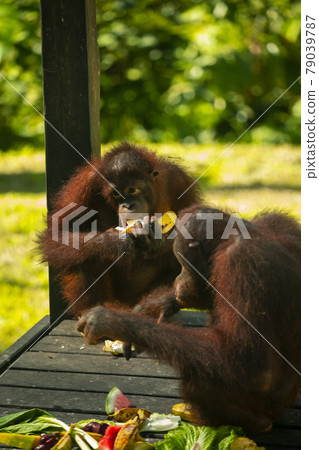 紅毛猩猩，馬來西亞，山打根，オランウータン、サンダカン、マレーシア、Sandakan， 79039787
