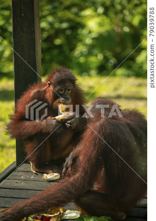 紅毛猩猩，馬來西亞，山打根，オランウータン、サンダカン、マレーシア、Sandakan， 79039788