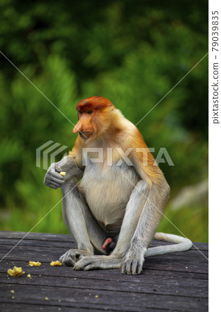Proboscis monkey, Malaysia, Sandakan, テングザル, マレーシア, サンダカン, Proboscis Monkey, 79039835