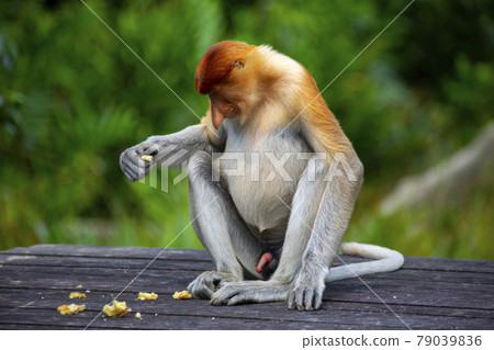 Proboscis monkey, Malaysia, Sandakan, テングザル, マレーシア, サンダカン, Proboscis Monkey, 79039836