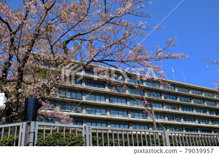 外務省和櫻花 外務省和櫻花 79039957