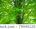 新鮮的綠色Katsura樹 79040120