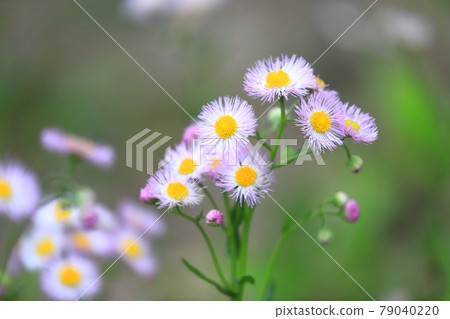 漂亮的春天紫色花園(Halzion) 漂亮的春天紫色花園(Halzion) 79040220