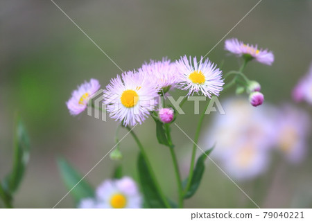 漂亮的春天紫色花園（Halzion） 79040221