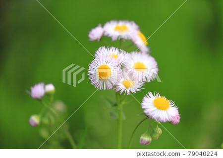 Pretty spring purple garden (Halzion) 79040224