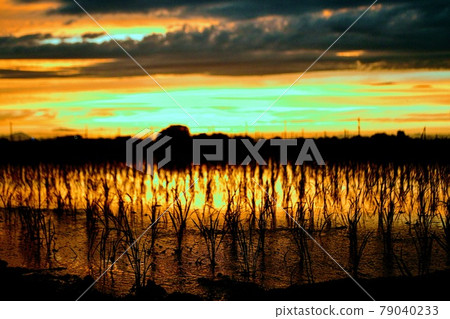Crops that grow strongly even in the scorching heat Crops that grow strongly even in the scorching heat 79040233