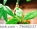A large foliage plant with freshly grown leaves 79040237